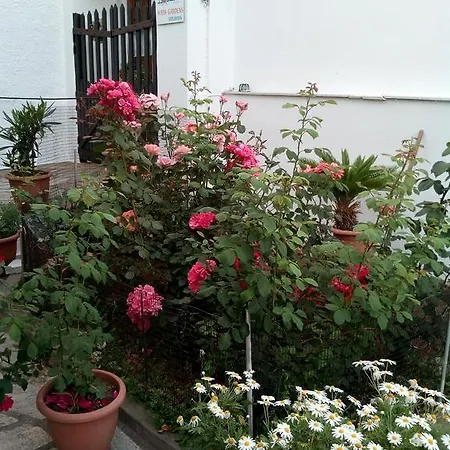 Sofia's Garden